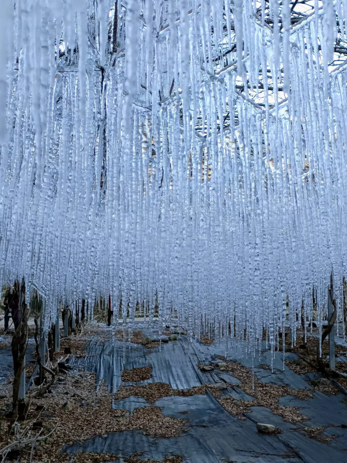 武陵農場冰柱捕夢網 冰晶世界遊客驚豔