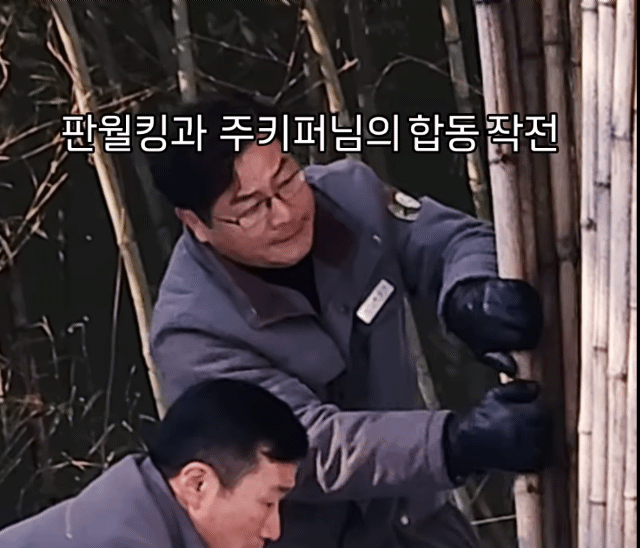 南韓貓熊睿寶貪玩掉樹洞   工作人員即刻救援  