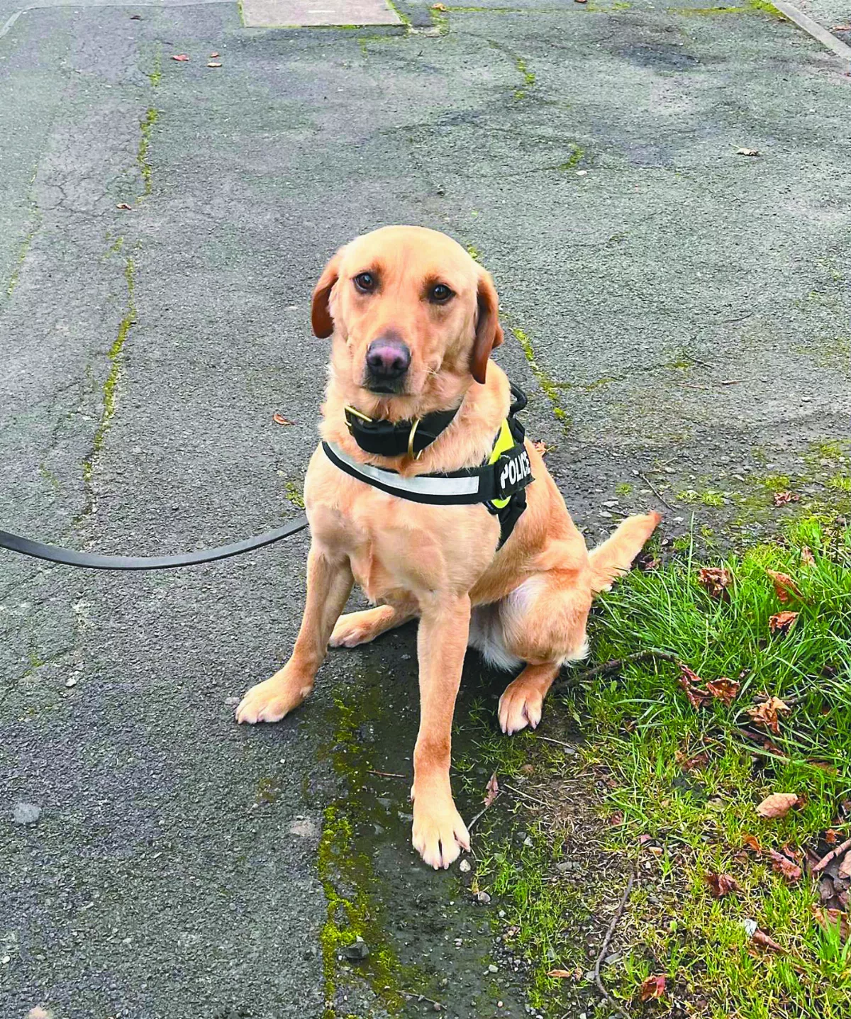 服役僅4個月 警犬怕溼滑地面退休