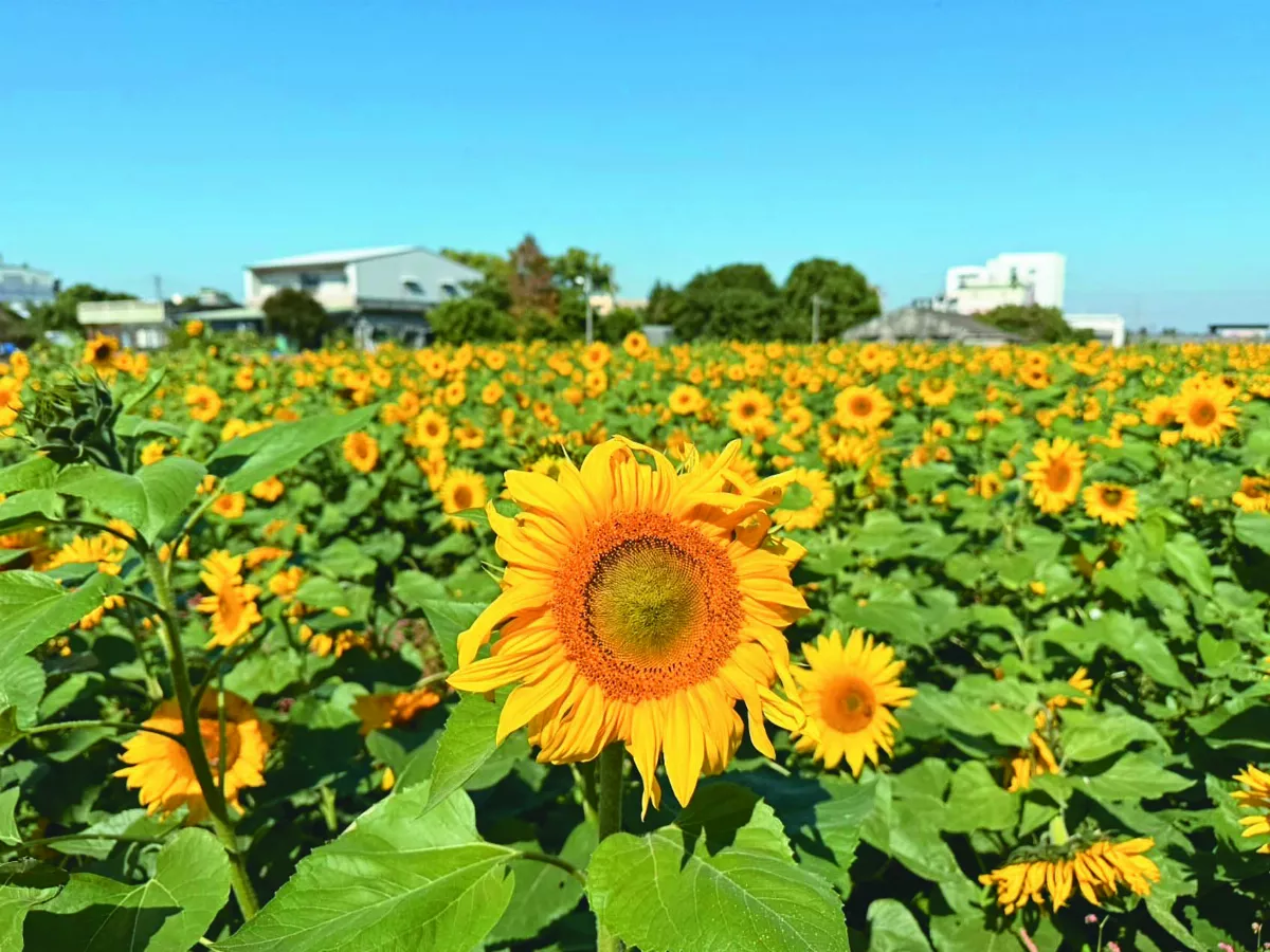 莿桐鄉花海節 周末迎賓