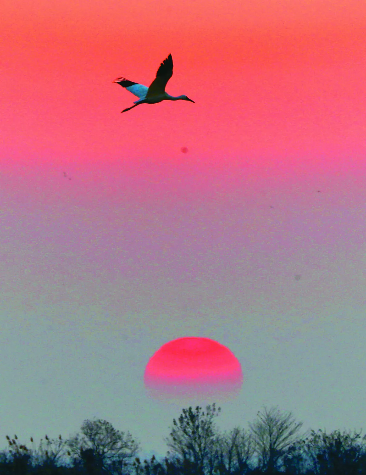 候鳥越冬 鄱陽湖美景