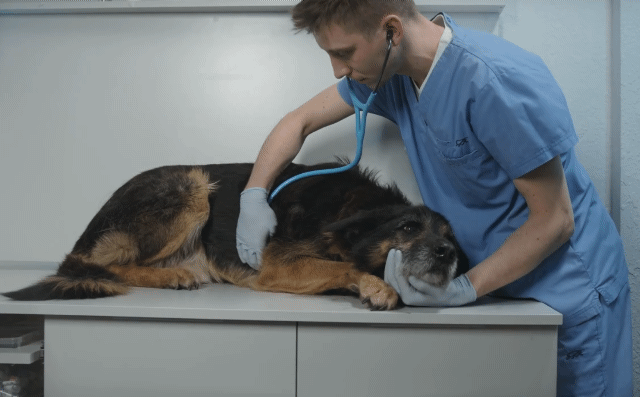 美求職平台Indeed調查！獸醫奪冠年薪460萬元