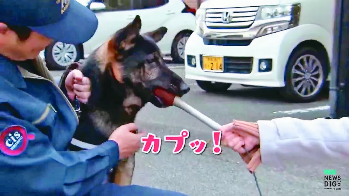 救人獲獎受訪 警犬咬麥爆紅