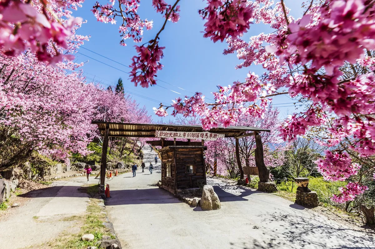 司馬庫斯櫻花季遊客總量管制    1/16開放申請通行證