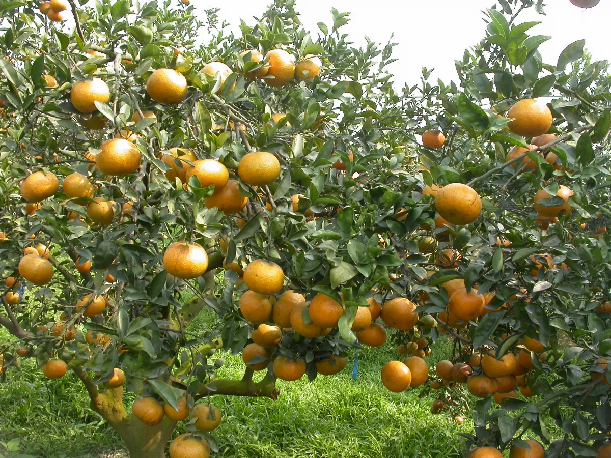 茂谷柑正當季 這樣挑選最好吃