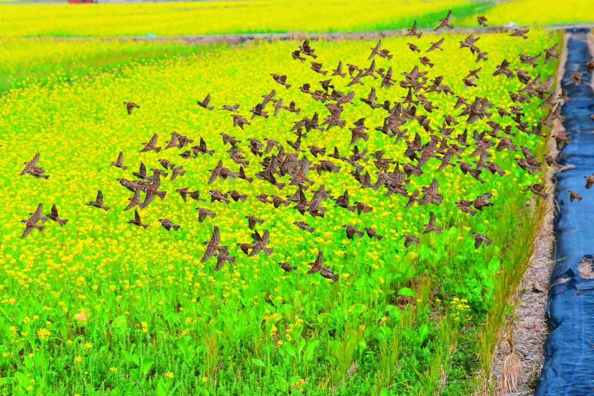 油菜花田 雀群躍起