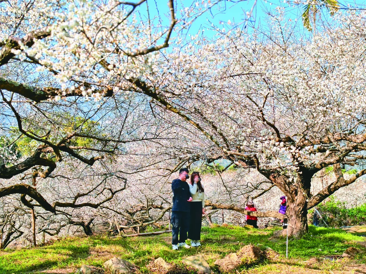 新社梅花盛開 賞花期到農曆年
