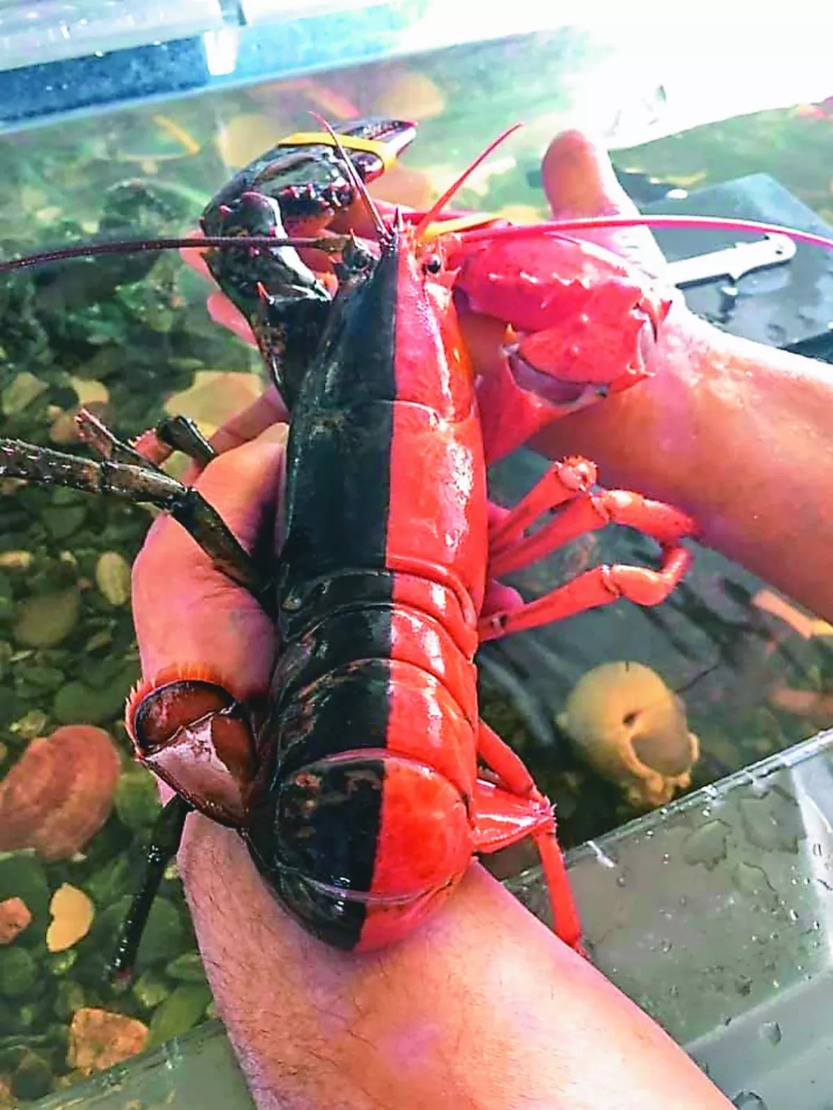 半橘半黑雙色龍蝦 出現機率5000萬分之1