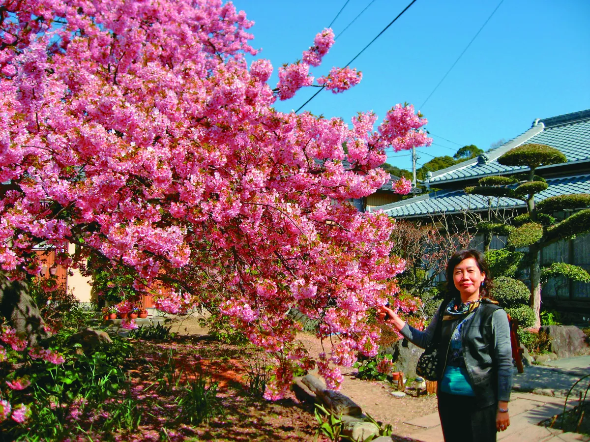【印象旅人】靜岡賞河津早櫻
