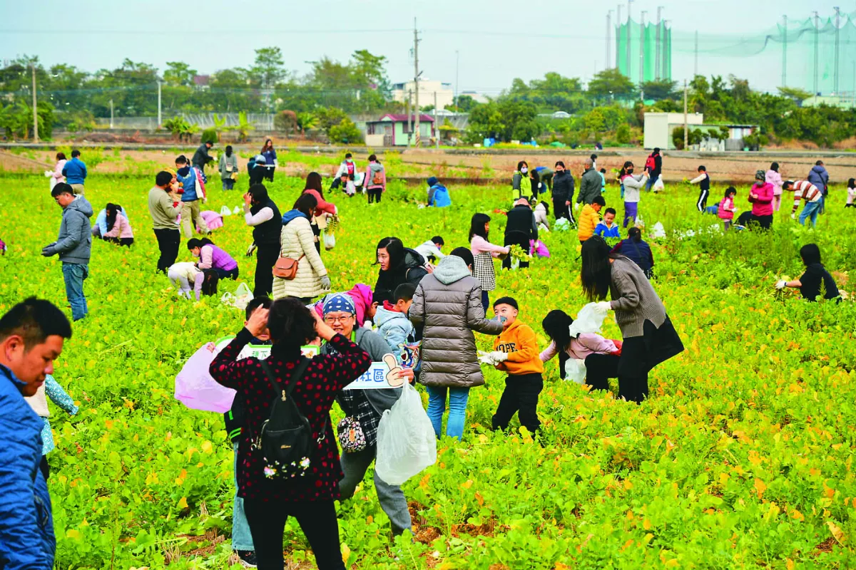 親子拔蘿蔔