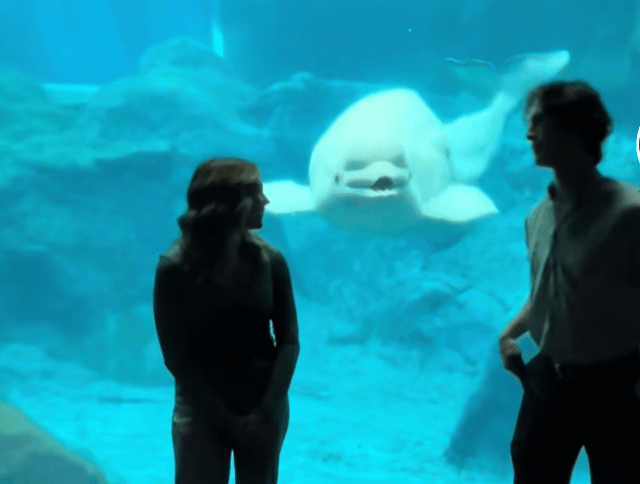 情侶水族館求婚  小白鯨驚訝「成O型嘴」