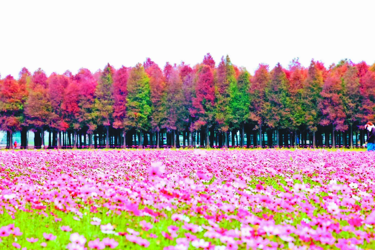 落羽松季 火紅綻放