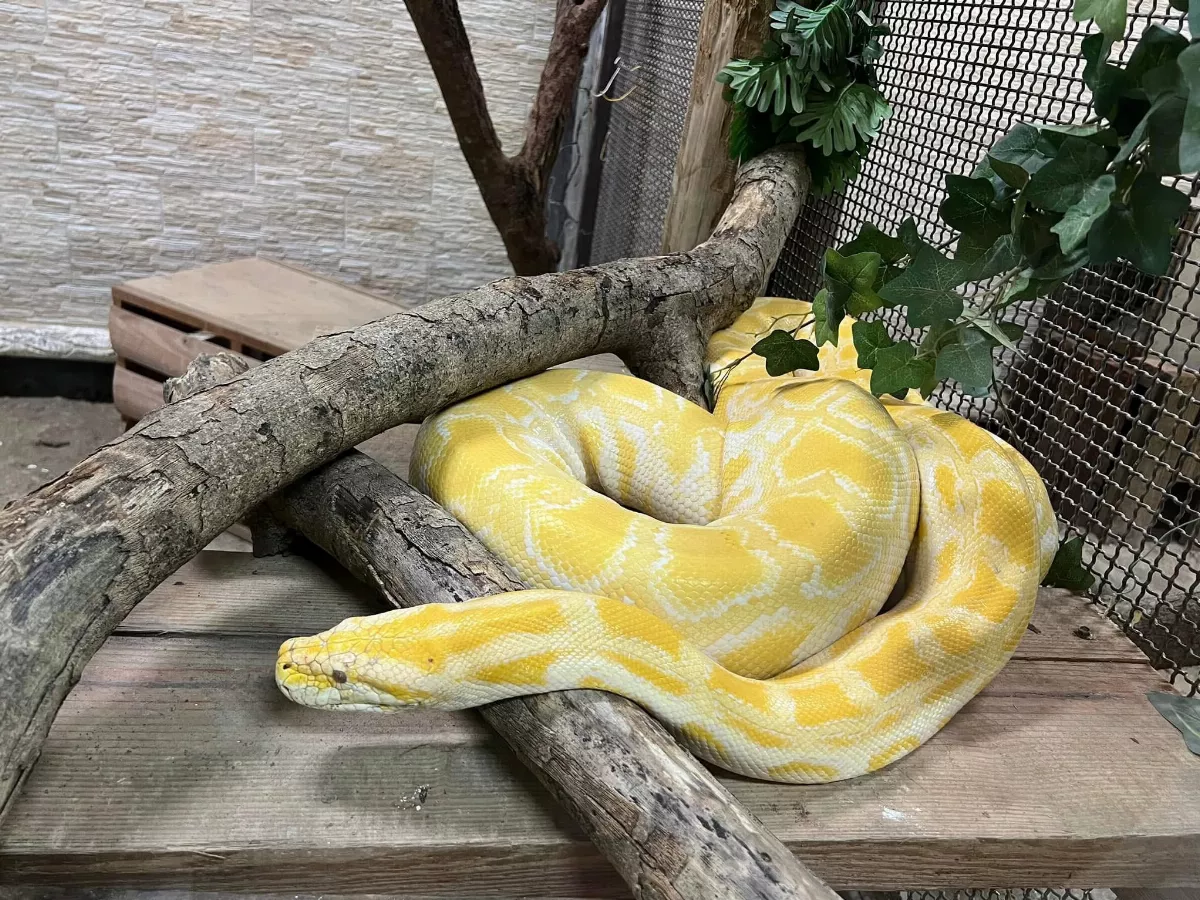 壽山動物園喜迎蛇年 1/25起9天兒童免費入園