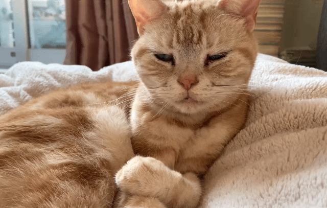 貓咪「趴著交叉雙手」  正告訴你某種宣言