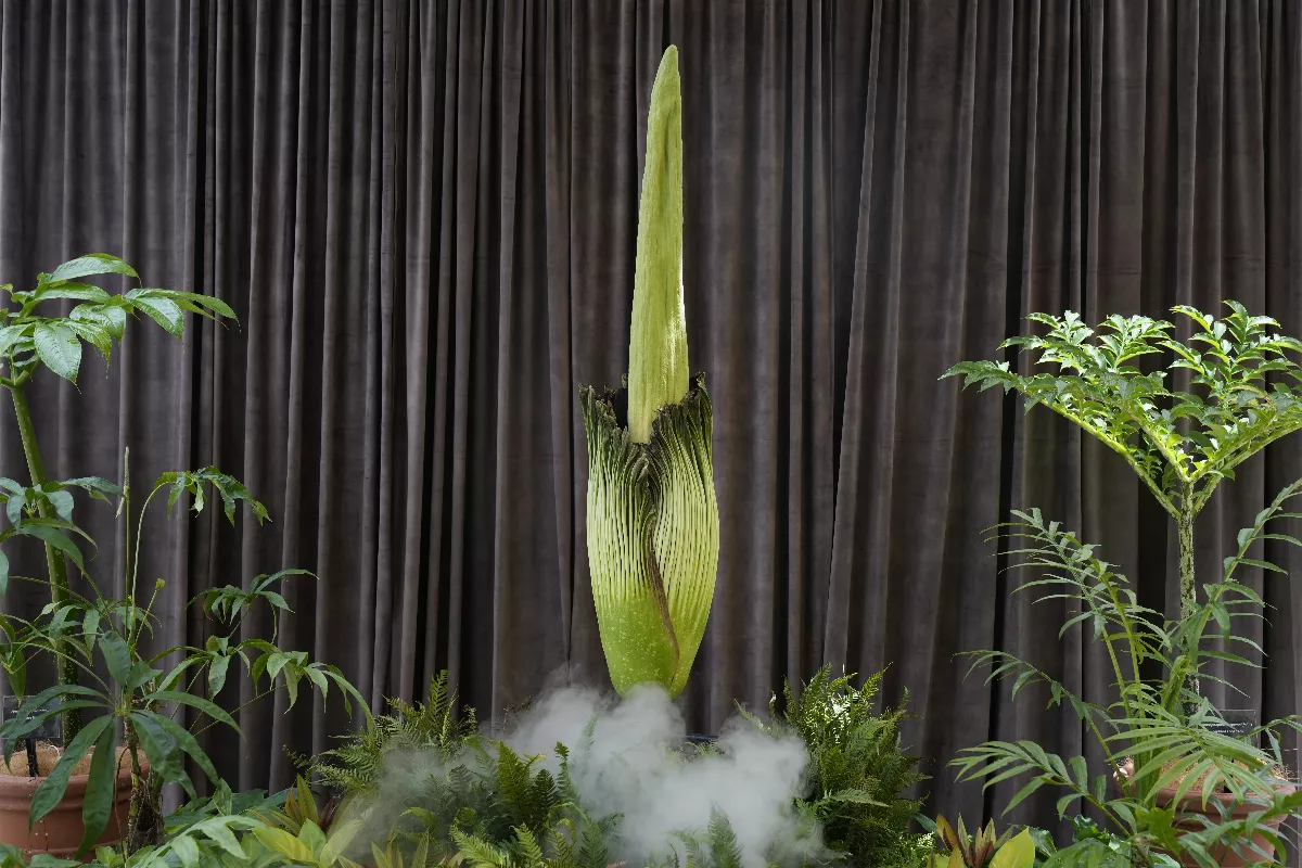 雪梨皇家植物園「屍花」15年來首度盛開