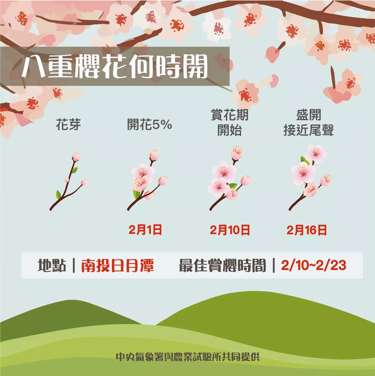 台灣也有櫻花預報網站 日月潭最佳賞櫻時間是這天
