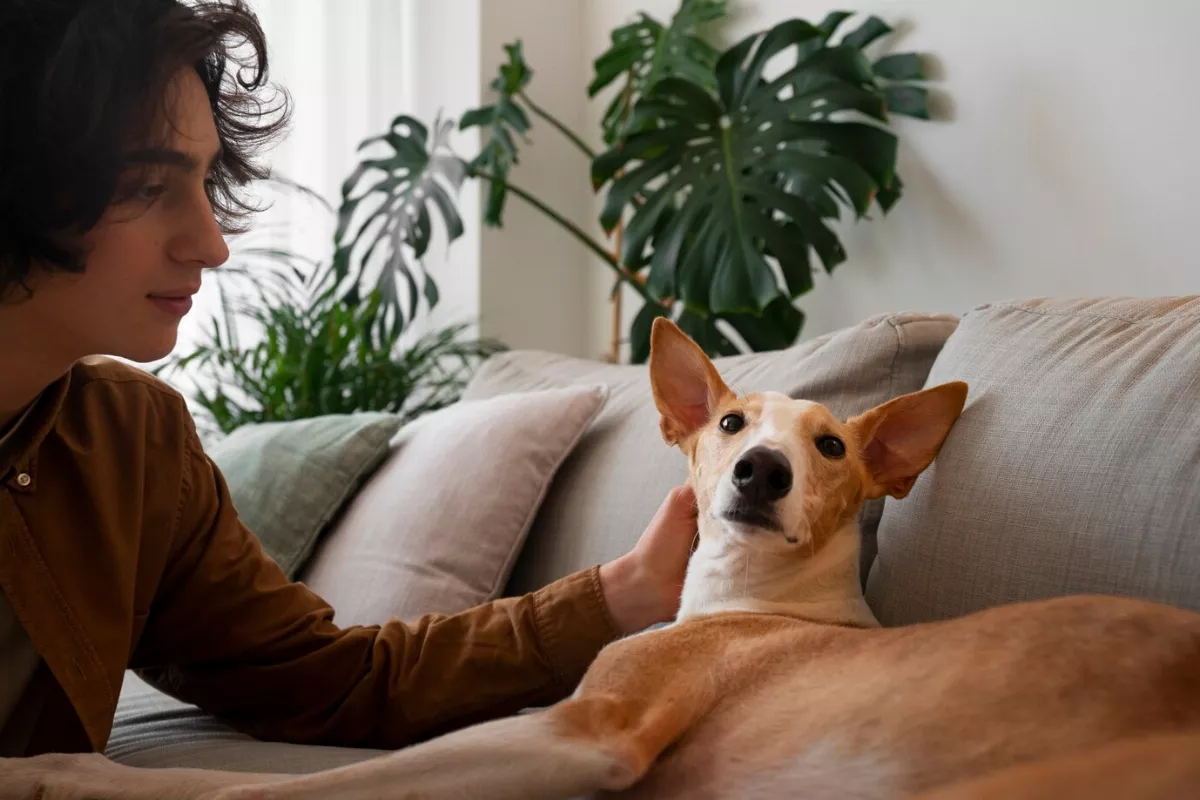  鞭炮聲 讓毛小孩驚嚇崩潰                                                                                                                                               