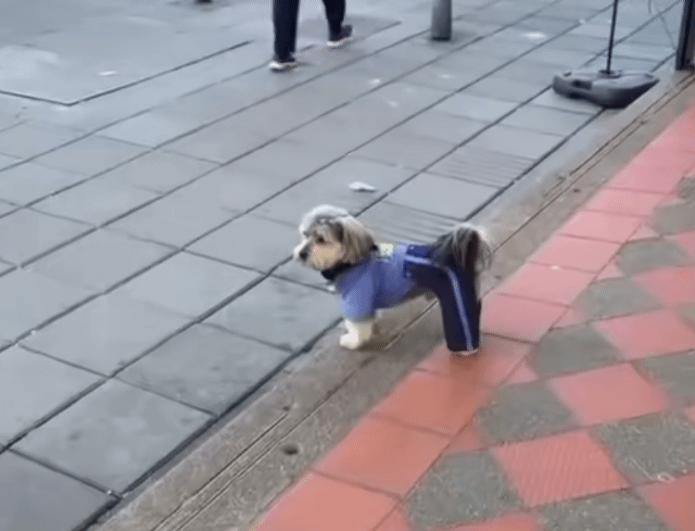 狗狗穿制服當保全  鎮守購物中心