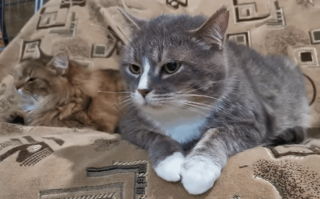 寵物旅館怎麼挑？這3招不踩雷