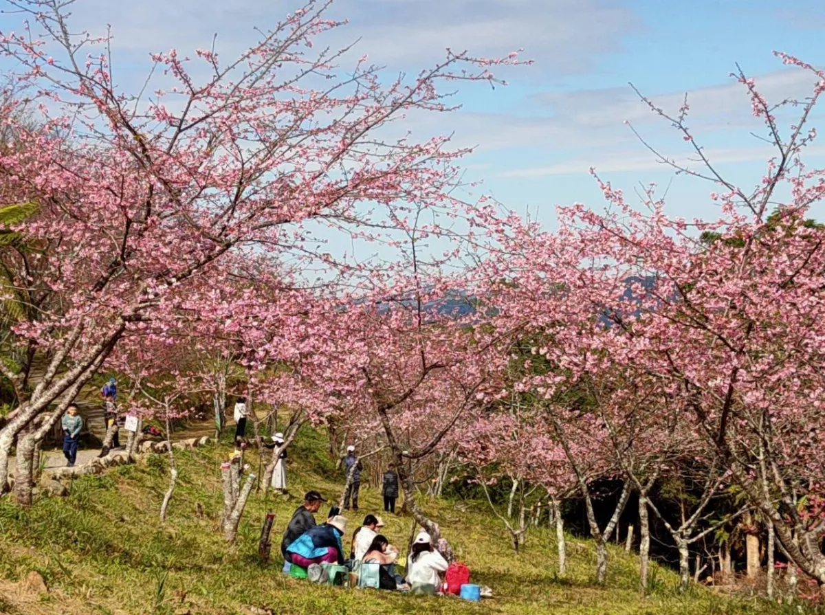 原鄉走春玩法多元 桃源賞櫻、茂林泡湯賞蝶