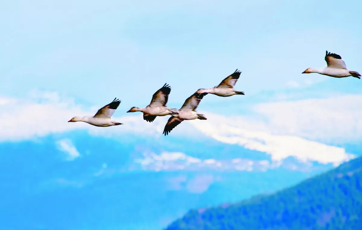 星雲大師全集【經義】佛法滿人間—做己貴人