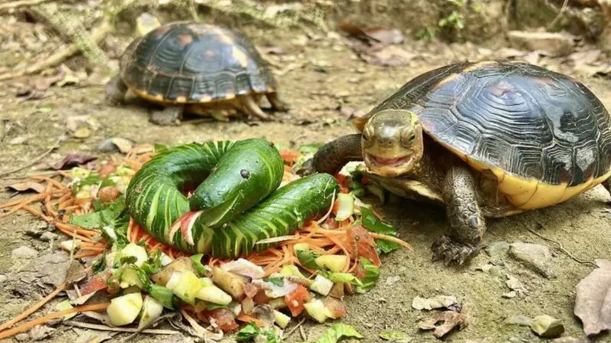 壽山動物園除夕  特製佳餚幫動物「加菜」
