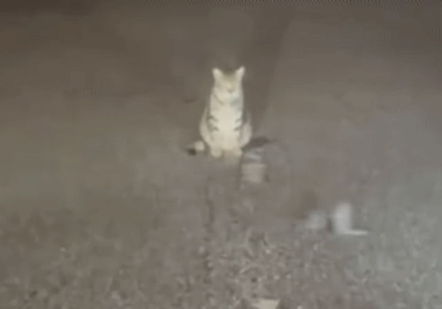 2鼠當街打鬥  貓咪當娛樂全程看戲