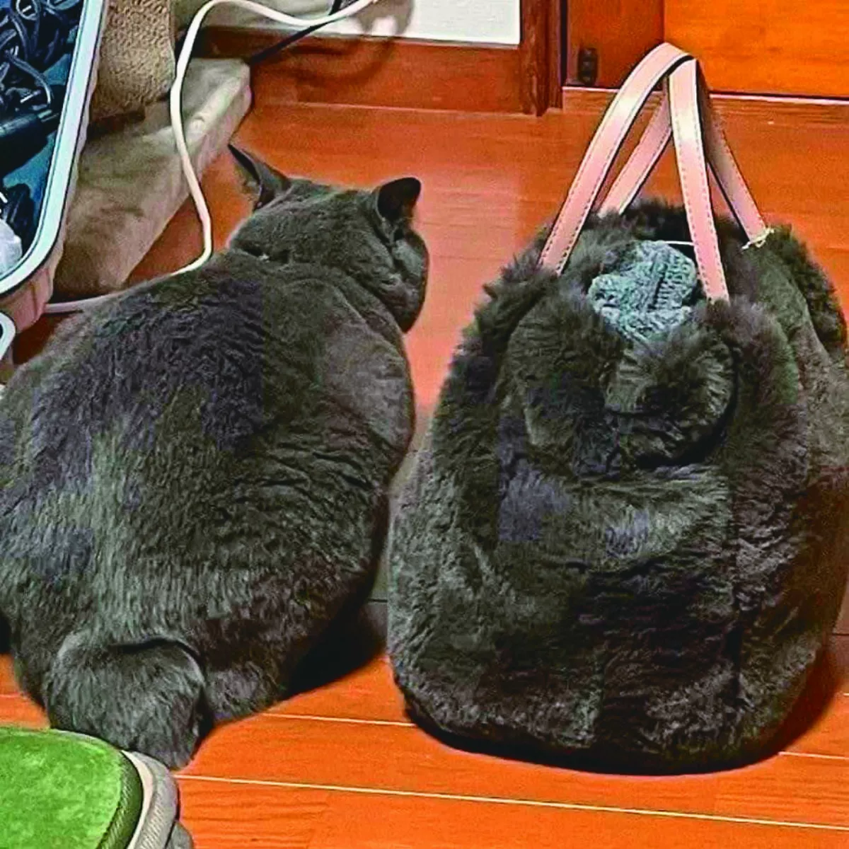 長太像 出門抓包包拎到愛貓