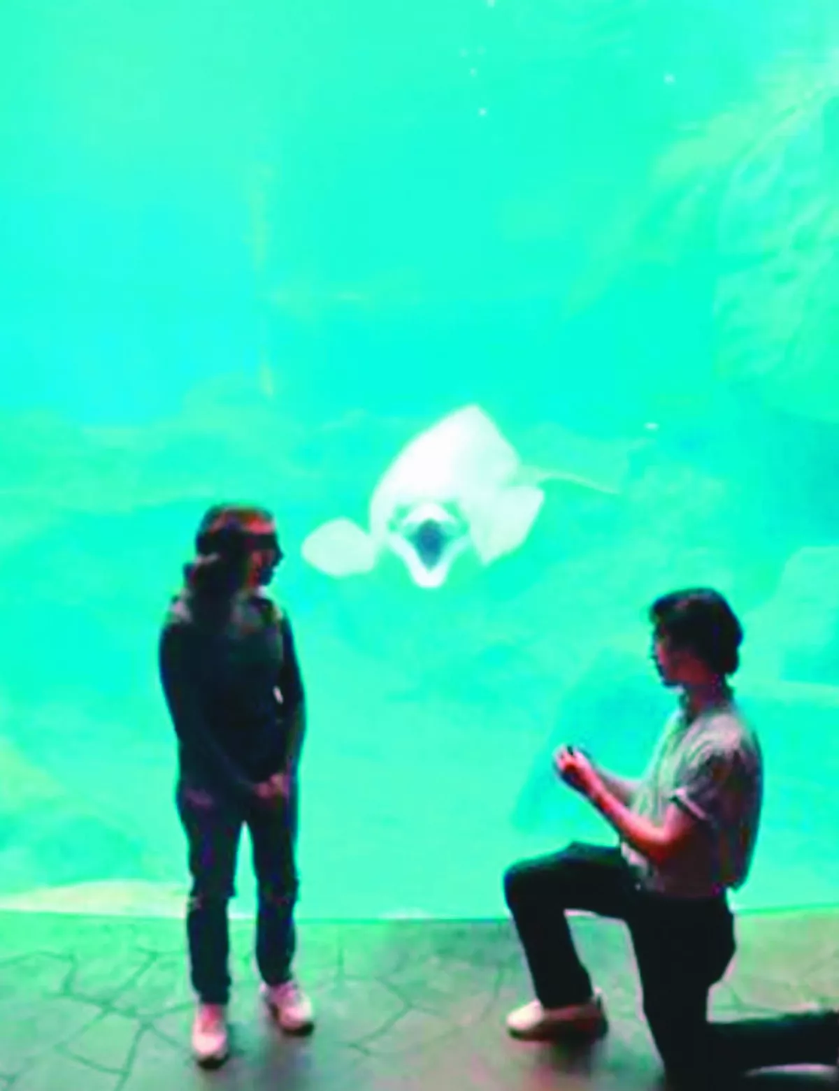 水族館白鯨目睹求婚 驚訝露O型嘴
