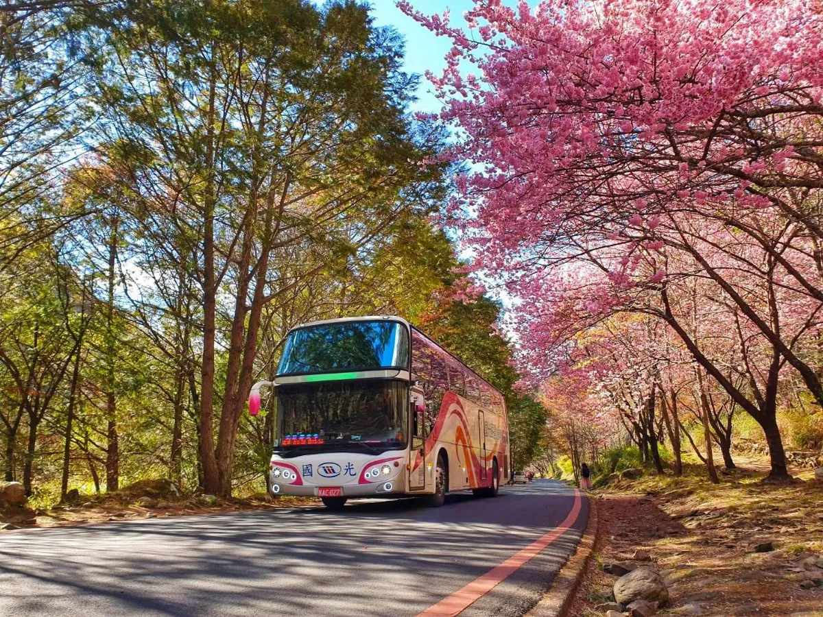 武陵賞櫻民眾注意 5路線專車8、9日暫停服務