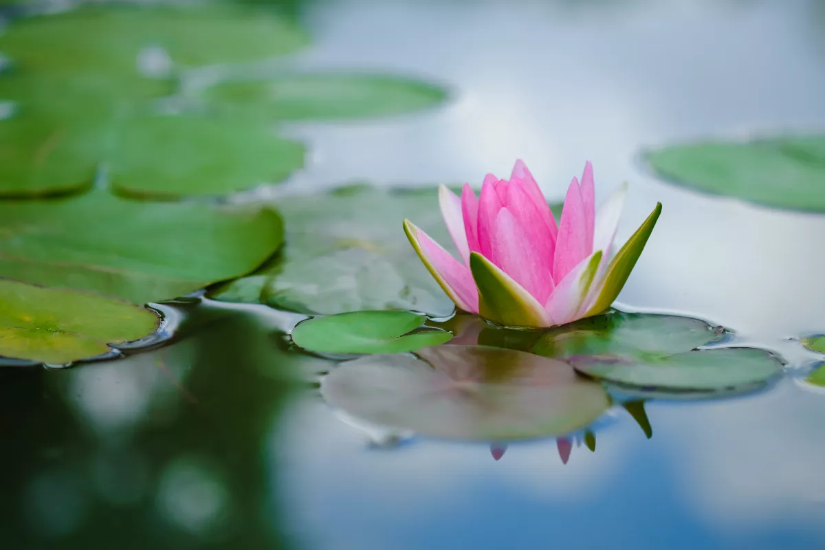 【佛源成語】火中生蓮