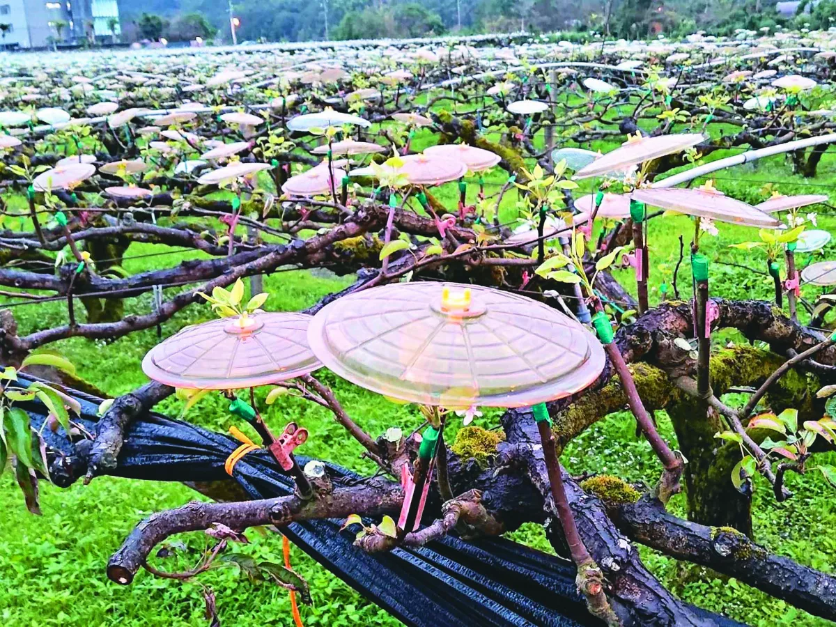 防寒流 幫梨樹撐傘