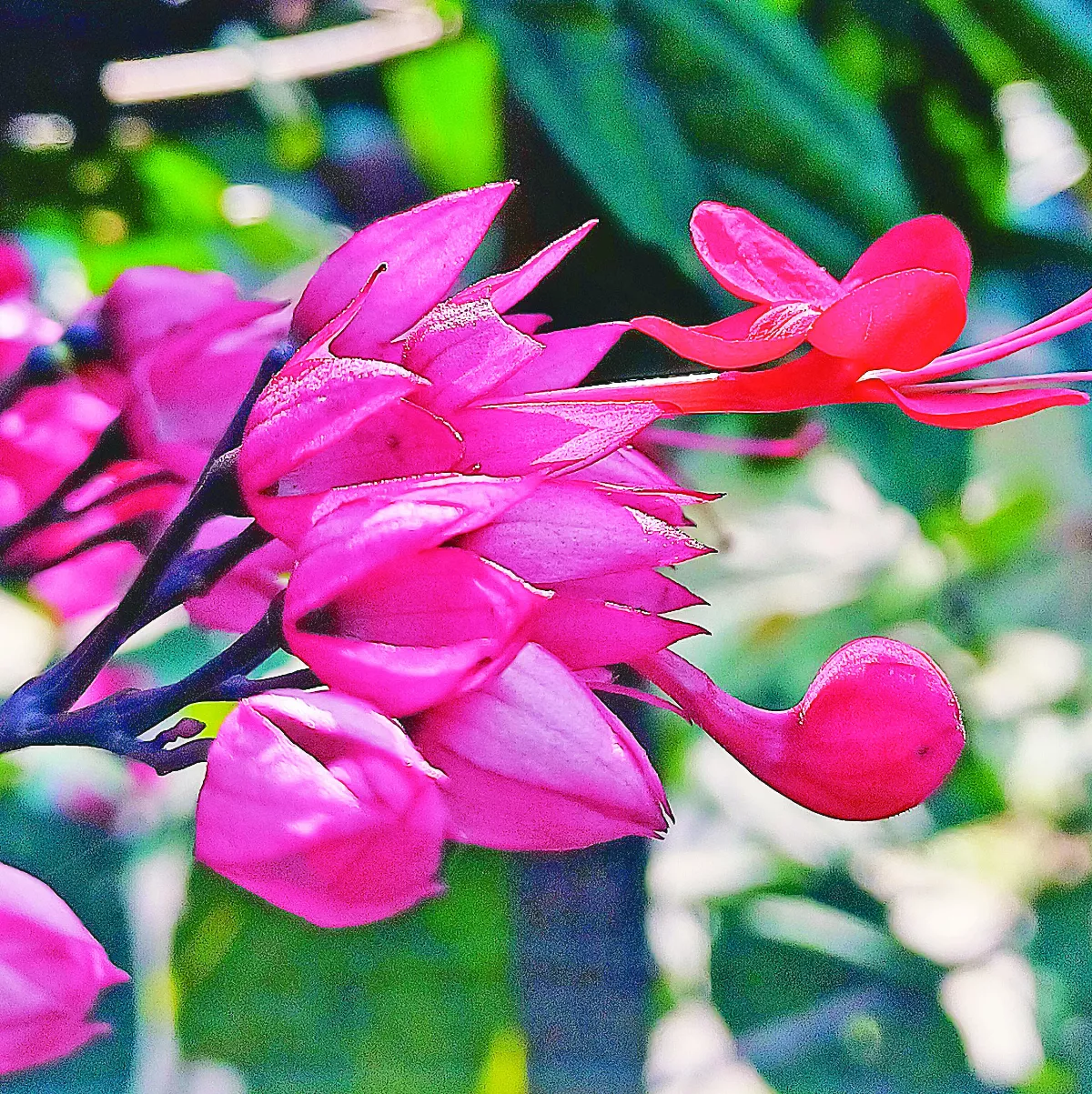 【植感生活】紅萼珍珠寶蓮 築一面紅色矮牆