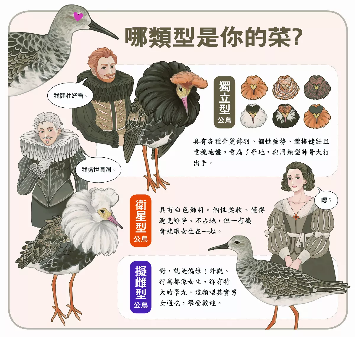 【玉子手札】流蘇鷸帥哥 集群展示