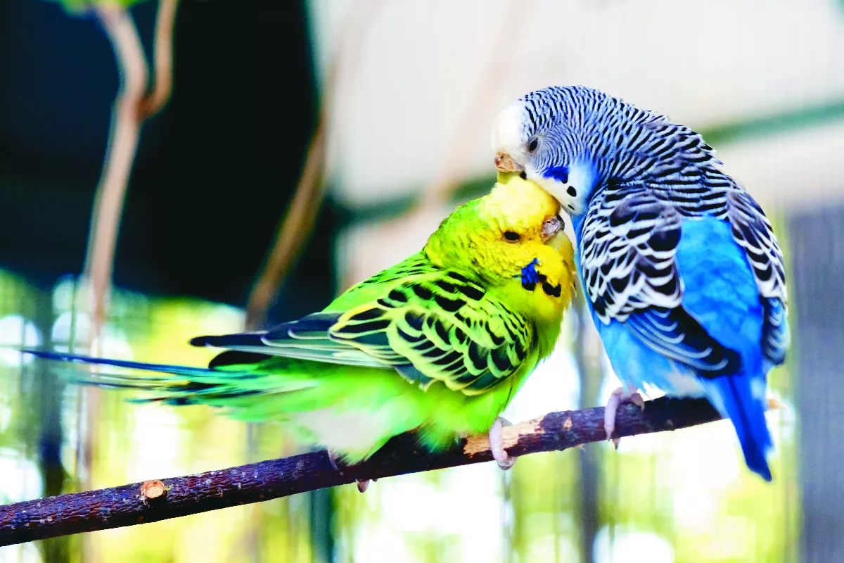 鸚鵡如何求偶？