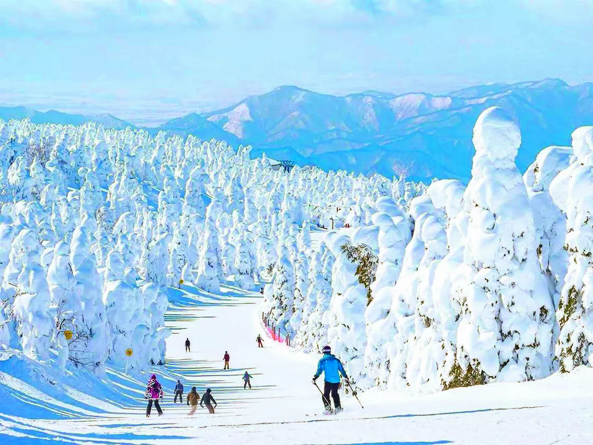 絕美藏王樹冰 真版冰雪奇緣