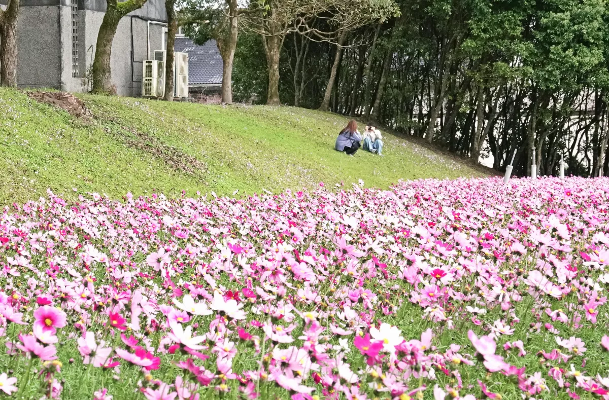 佛大校園百花盛開  展現「森林大學」盎然綠意