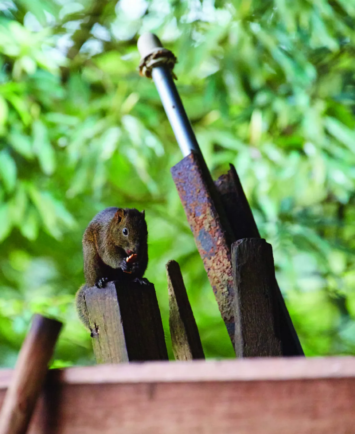 【純植生活】粗食是優雅的生活哲學