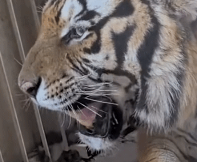 飼育員晚到   老虎「森氣氣」不吃飯