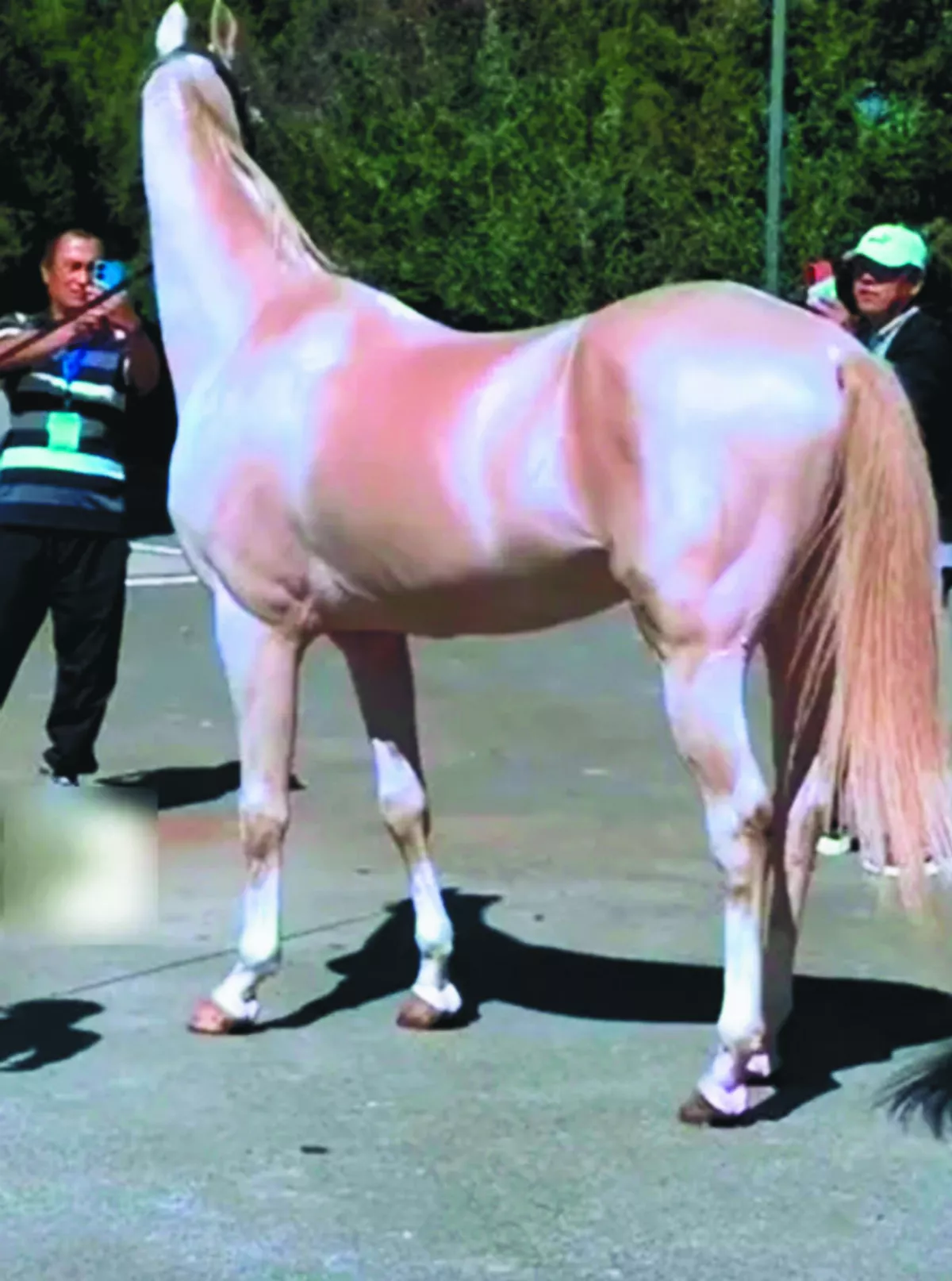 出5億也不賣 汗血寶馬全大陸僅2匹