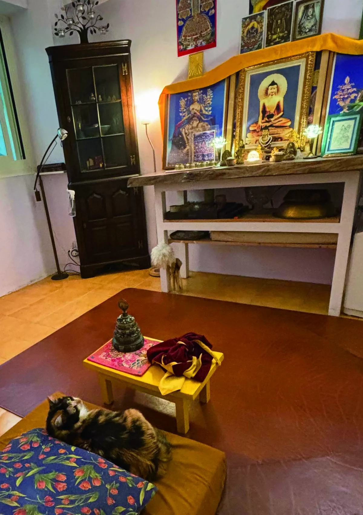 【時光重逢】天賜良貓