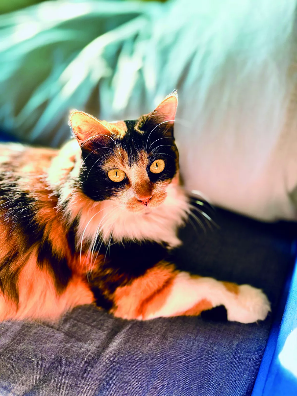 【時光重逢】天賜良貓