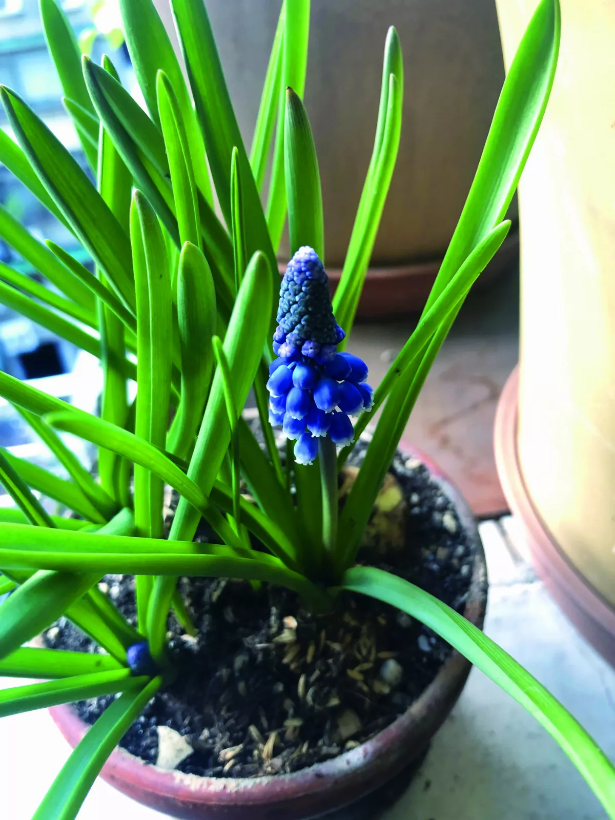 【時光重逢】天賜良貓