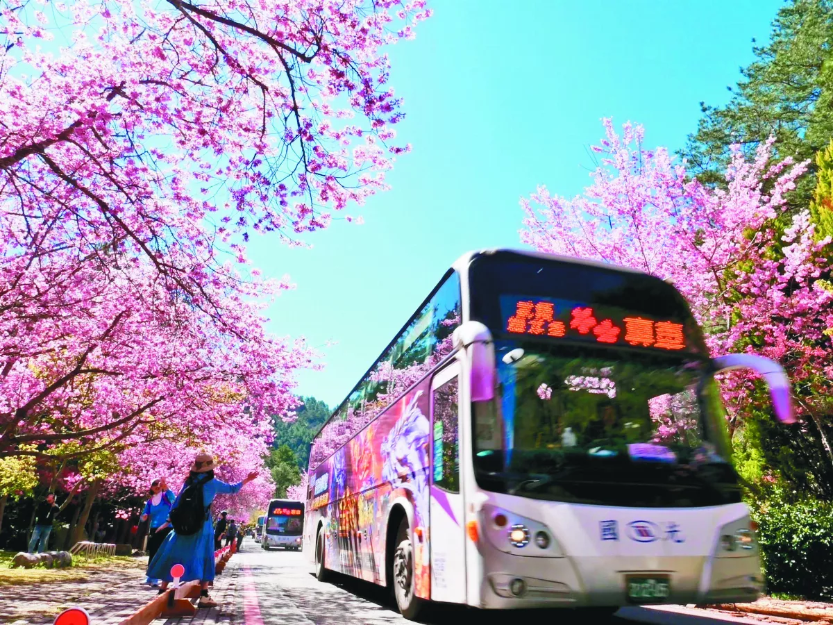 武陵櫻花季延長  賞櫻專車跟進