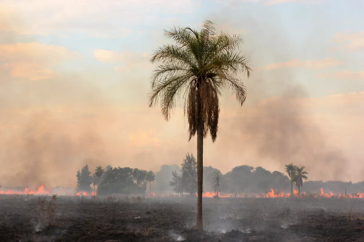 阿根廷野火頻傳 官方指多是人為因素