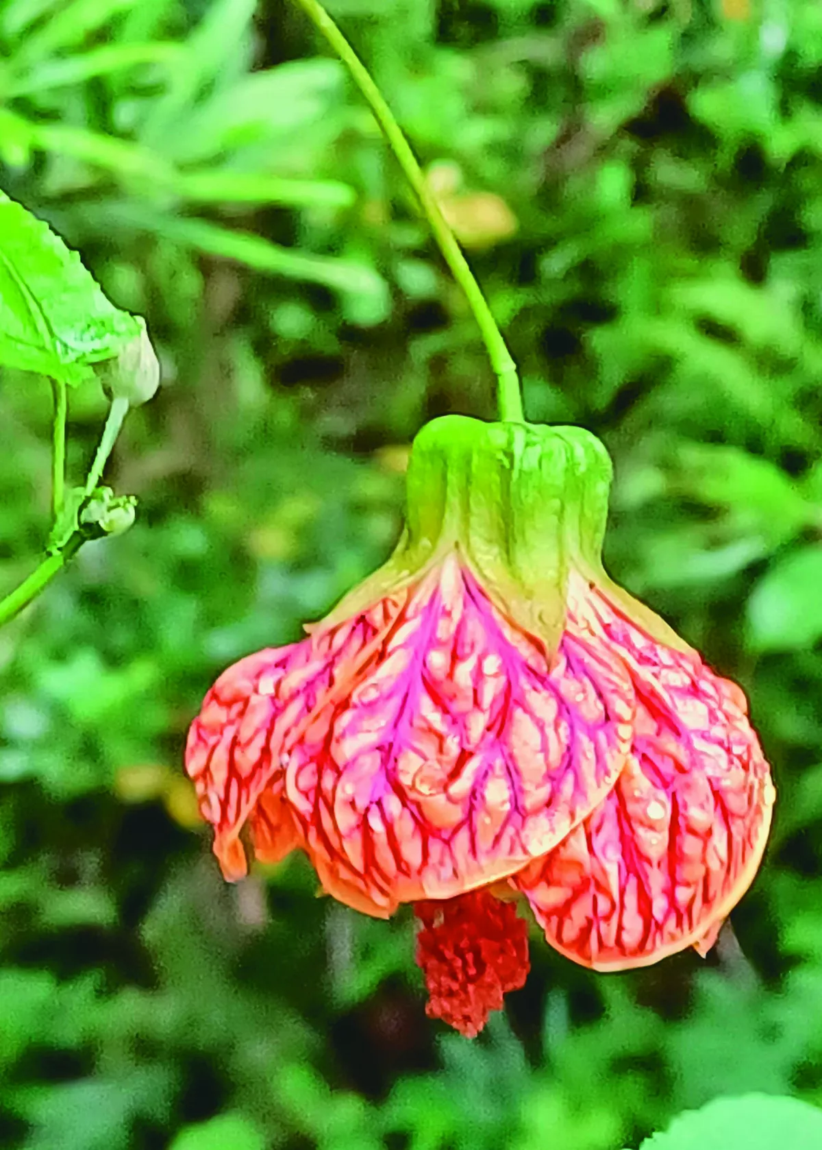【植感時光】培育重食燈籠果 歡喜大豐收