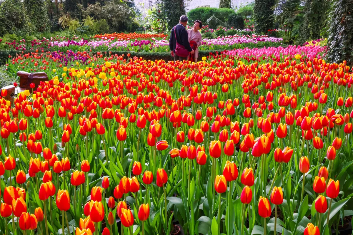 杉林溪鬱金香、粉櫻盛開 美景宛如明信片