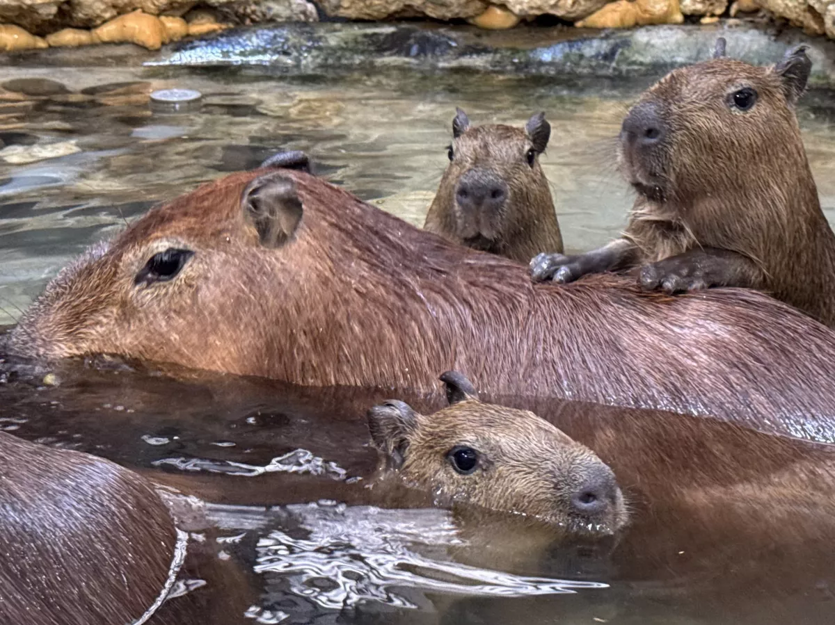 壽山動物園迎春報喜 水豚、迷你驢家族添丁了！