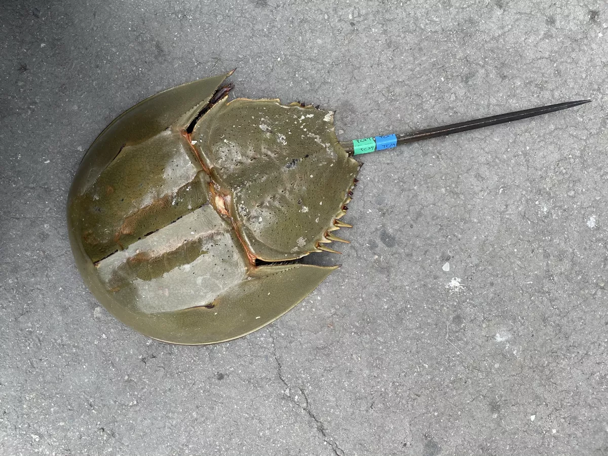 助力族群復育及科學評估 海保署放流三棘鱟 