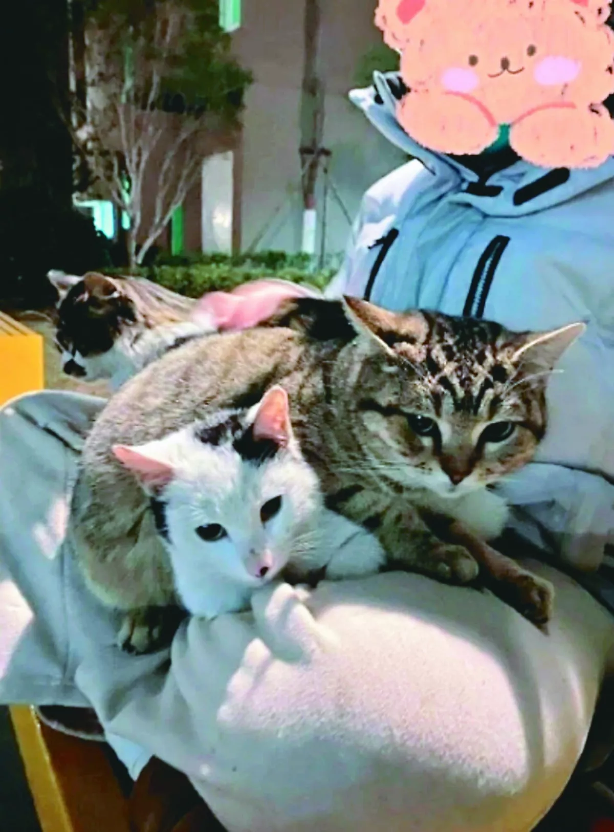 社區神祕長椅 坐下就有貓來撒嬌